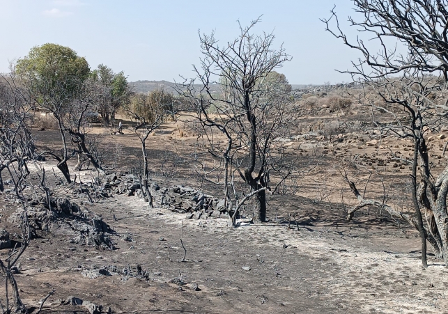 trombotto incendios